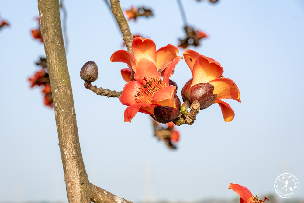 彰化竹塘景點|竹塘木棉花道-田野風光賞花秘境|木棉花季時間.花況花期.交通停車.相關介紹