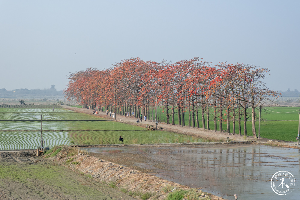 彰化竹塘景點|竹塘木棉花道-田野風光賞花秘境|木棉花季時間.花況花期.交通停車.相關介紹