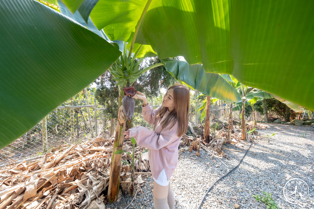 南投集集景點|集元果觀光工廠/農場/露營區/DIY|免門票暢遊香蕉王國jijibanana