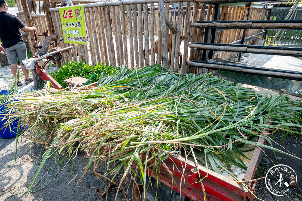 宜蘭冬山景點》心心農家樂│超佛心！牧草飼料完全免費無限提供餵到爽