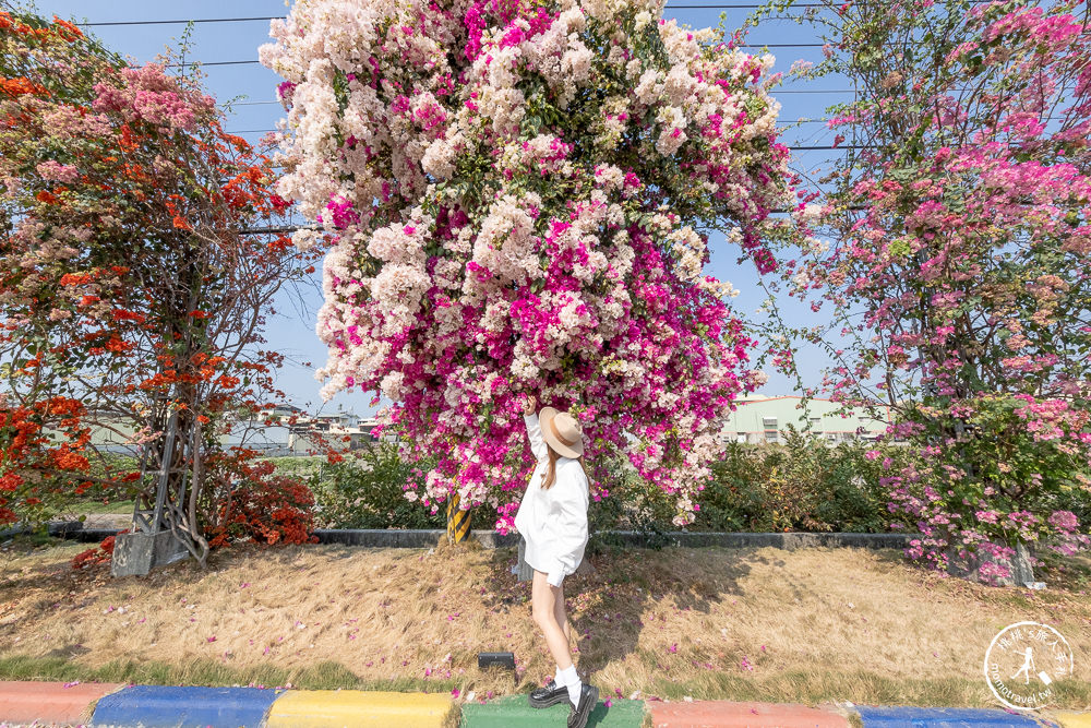 彰化田中景點|草日金道-九重葛花牆|田中梅州街九重葛花道大滿開推薦!|花況花期.九重葛賞花時間.交通停車介紹