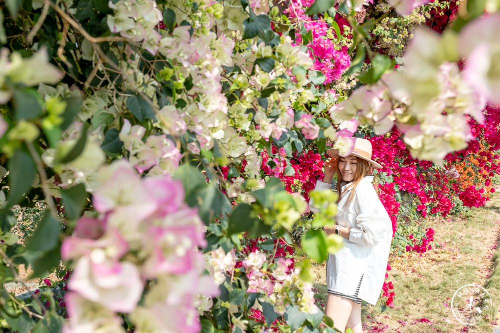 彰化田中景點|草日金道-九重葛花牆|田中梅州街九重葛花道大滿開推薦!|花況花期.九重葛賞花時間.交通停車介紹