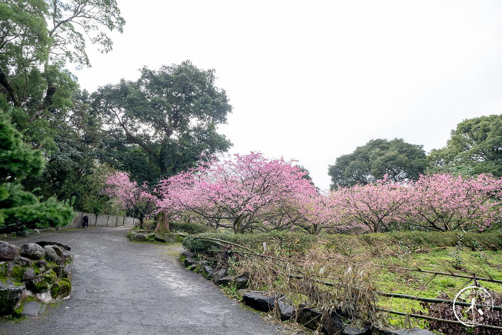 淡水無極天元宮櫻花2022花況|交通停車.開放時間.增開賞夜櫻時段|新北賞櫻景點推薦