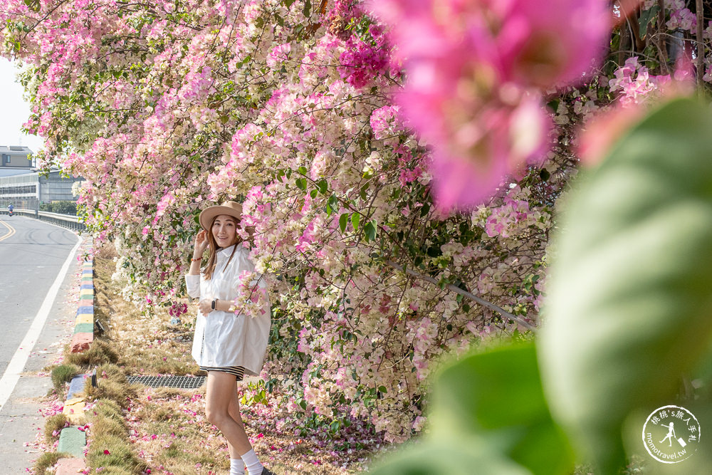 彰化田中景點|草日金道-九重葛花牆|田中梅州街九重葛花道大滿開推薦!|花況花期.九重葛賞花時間.交通停車介紹