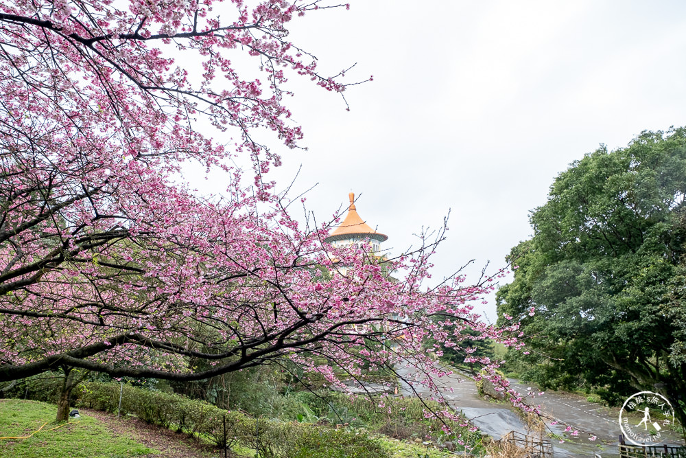 淡水無極天元宮櫻花2022花況|交通停車.開放時間.增開賞夜櫻時段|新北賞櫻景點推薦