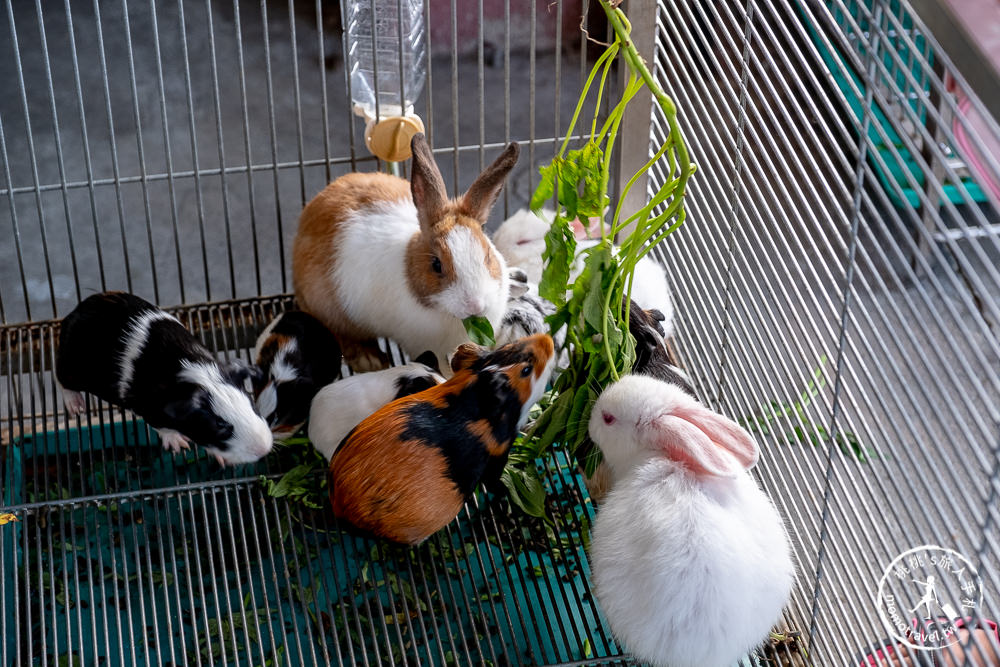 宜蘭冬山景點》心心農家樂│超佛心！牧草飼料完全免費無限提供餵到爽