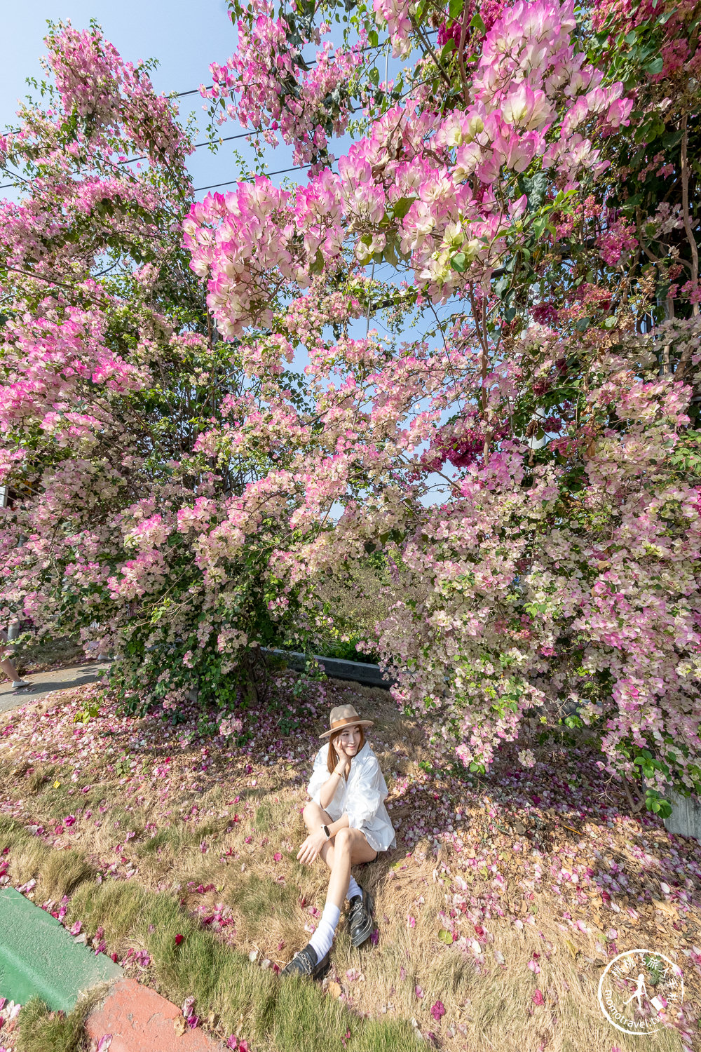 彰化田中景點|草日金道-九重葛花牆|田中梅州街九重葛花道大滿開推薦!|花況花期.九重葛賞花時間.交通停車介紹