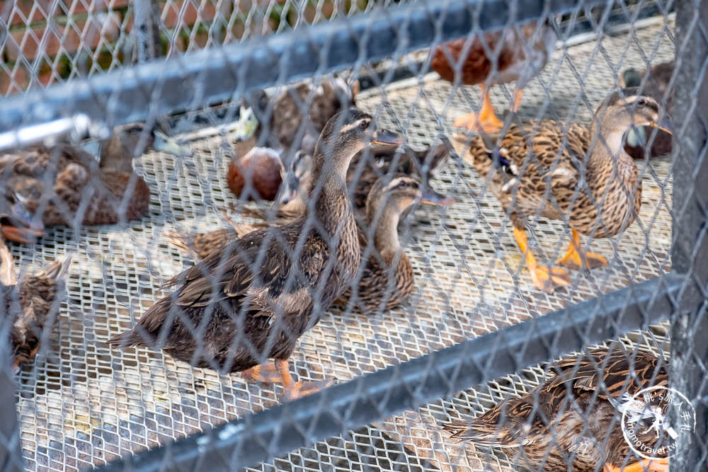 宜蘭冬山景點》心心農家樂│超佛心！牧草飼料完全免費無限提供餵到爽