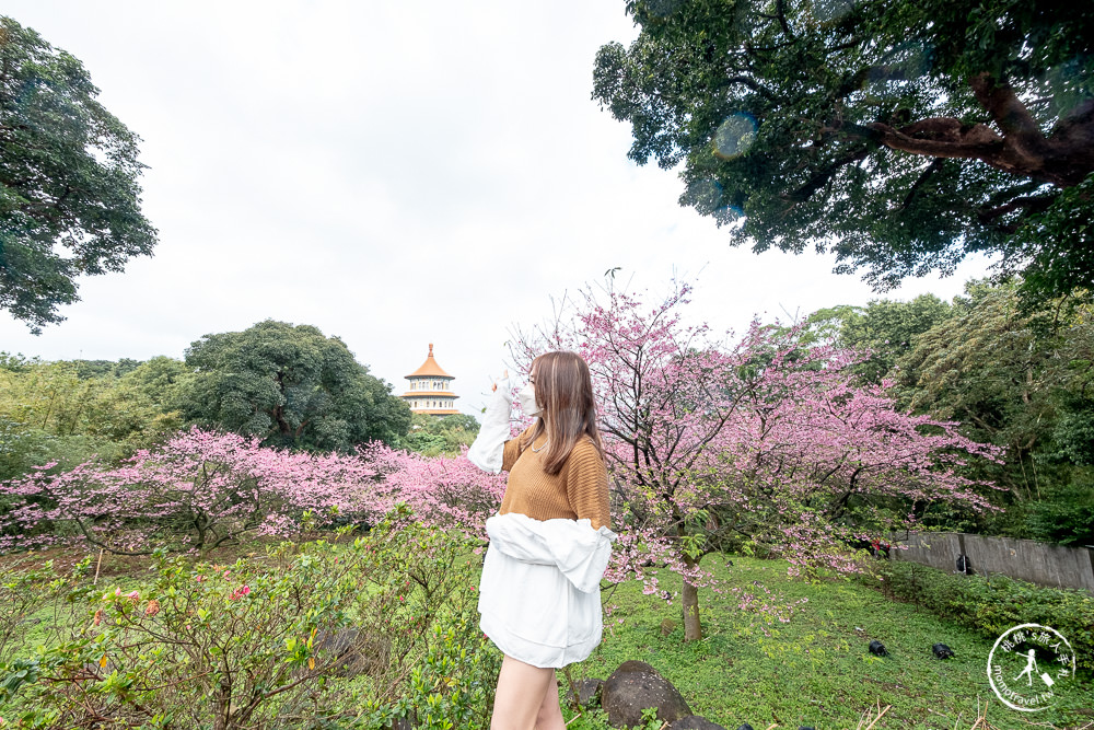 淡水無極天元宮櫻花2022花況|交通停車.開放時間.增開賞夜櫻時段|新北賞櫻景點推薦