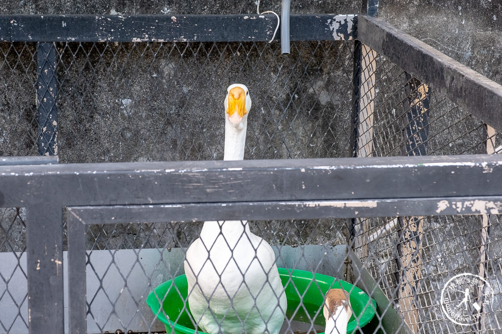 宜蘭冬山景點》心心農家樂│超佛心！牧草飼料完全免費無限提供餵到爽