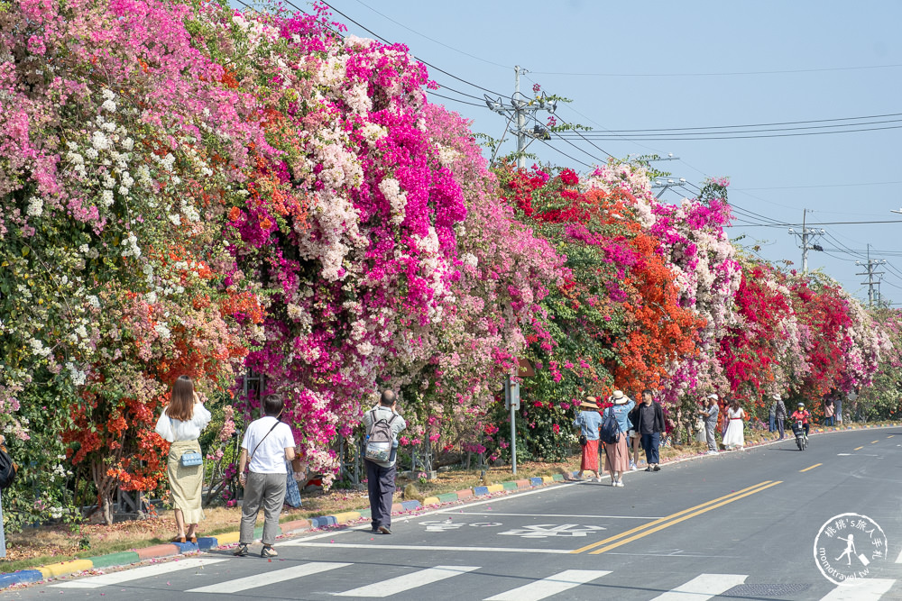 彰化田中景點|草日金道-九重葛花牆|田中梅州街九重葛花道大滿開推薦!|花況花期.九重葛賞花時間.交通停車介紹