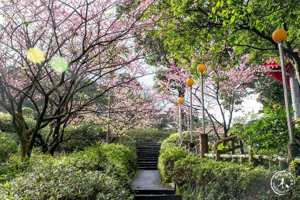 淡水無極天元宮櫻花2022花況|交通停車.開放時間.增開賞夜櫻時段|新北賞櫻景點推薦