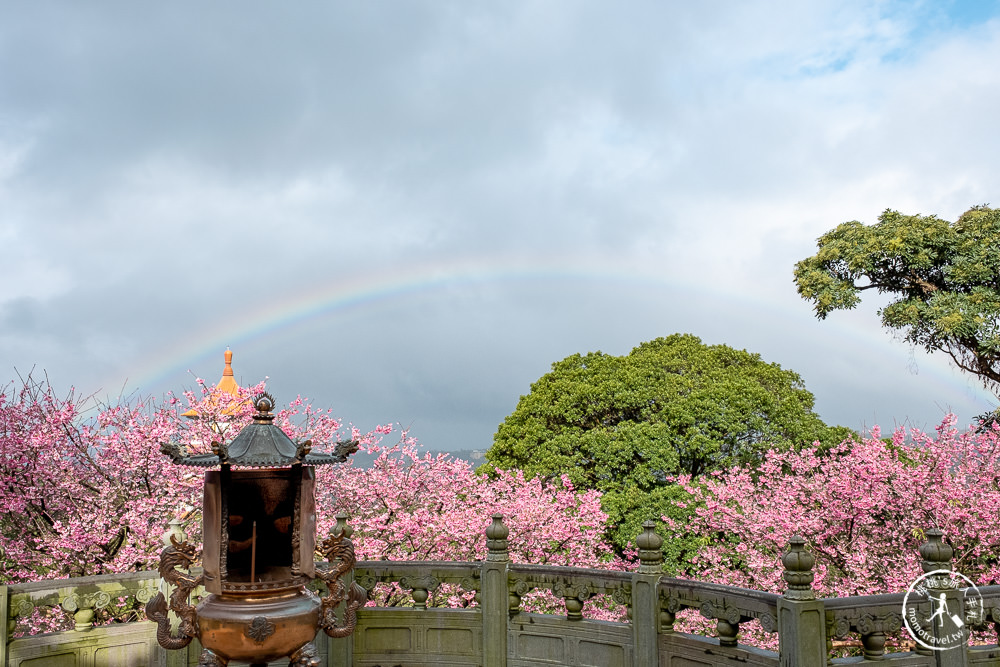 淡水無極天元宮櫻花2022花況|交通停車.開放時間.增開賞夜櫻時段|新北賞櫻景點推薦