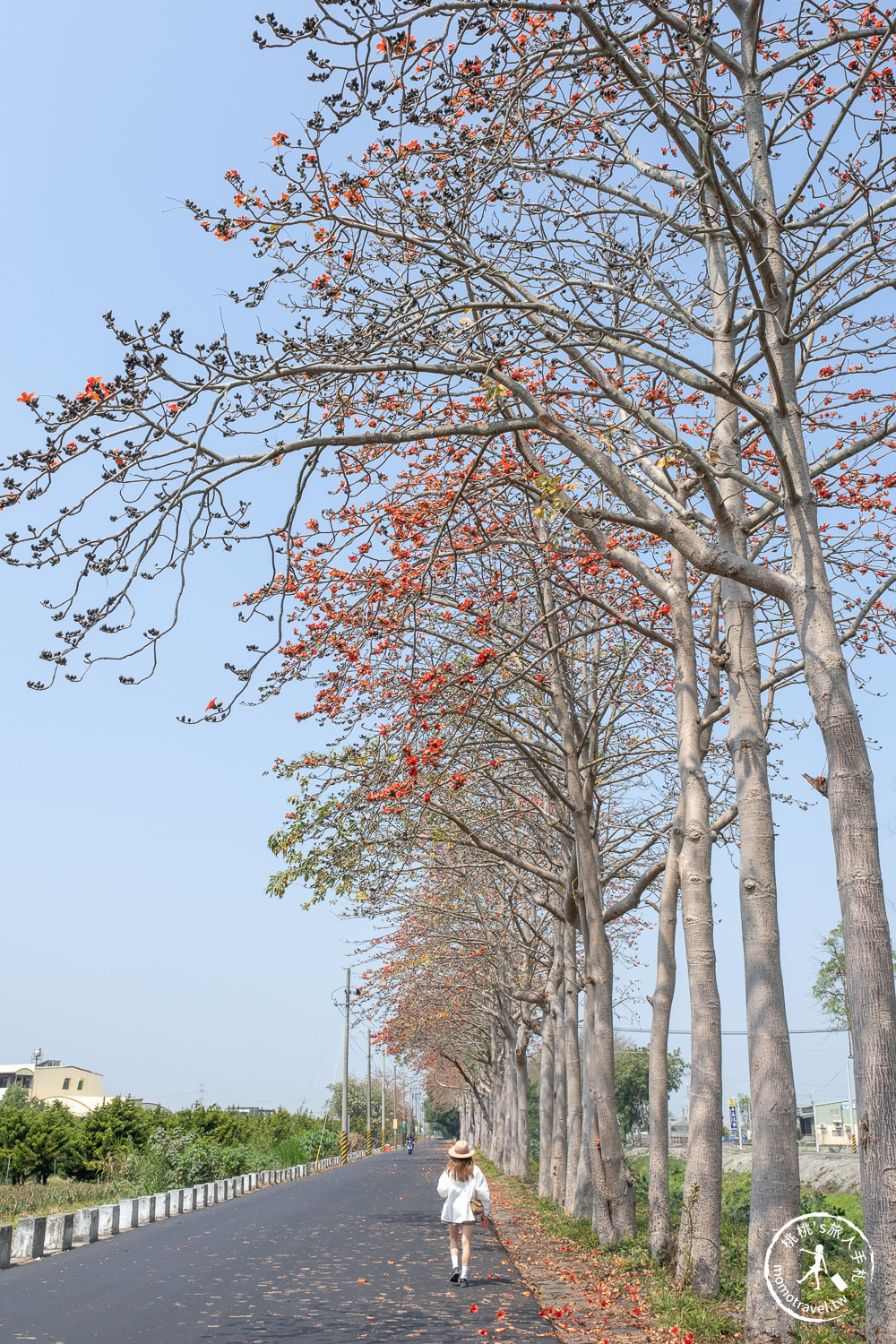 彰化埤頭景點|埤頭木棉花道-東螺溪綠色隧道賞花秘境段|木棉花季時間.花況花期.交通停車.相關介紹