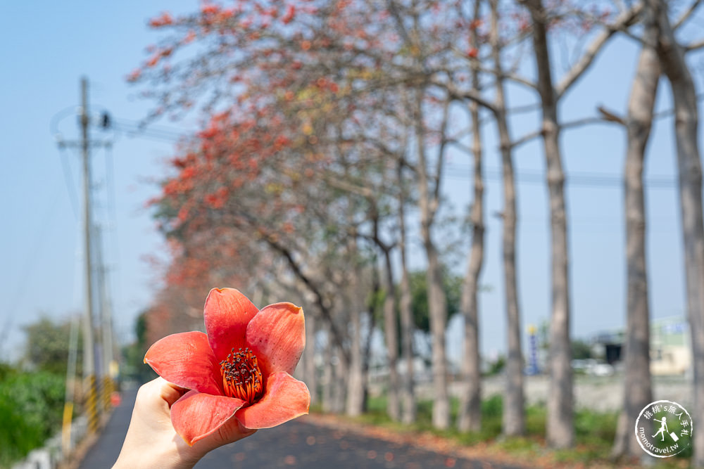 彰化埤頭景點|埤頭木棉花道-東螺溪綠色隧道賞花秘境段|木棉花季時間.花況花期.交通停車.相關介紹