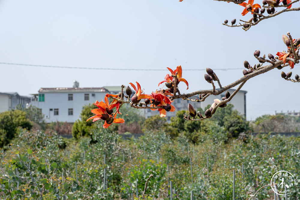 彰化埤頭景點|埤頭木棉花道-東螺溪綠色隧道賞花秘境段|木棉花季時間.花況花期.交通停車.相關介紹