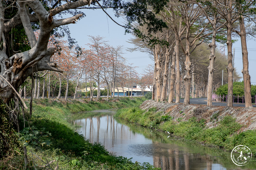 彰化埤頭景點|埤頭木棉花道-東螺溪綠色隧道賞花秘境段|木棉花季時間.花況花期.交通停車.相關介紹