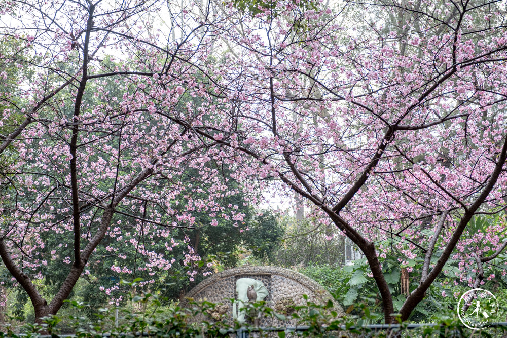 新竹市東區景點|新竹公園櫻花季|最新賞櫻花況|停車資訊.賞花拍照點.詳細介紹