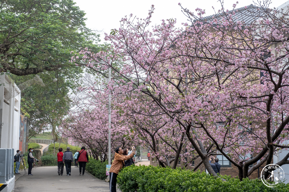 新竹市東區景點|新竹公園櫻花季|最新賞櫻花況|停車資訊.賞花拍照點.詳細介紹