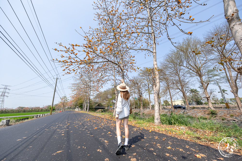彰化埤頭景點|埤頭木棉花道-東螺溪綠色隧道賞花秘境段|木棉花季時間.花況花期.交通停車.相關介紹