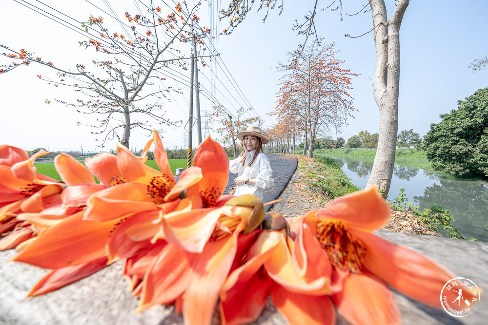 彰化埤頭景點|埤頭木棉花道-東螺溪綠色隧道賞花秘境段|木棉花季時間.花況花期.交通停車.相關介紹