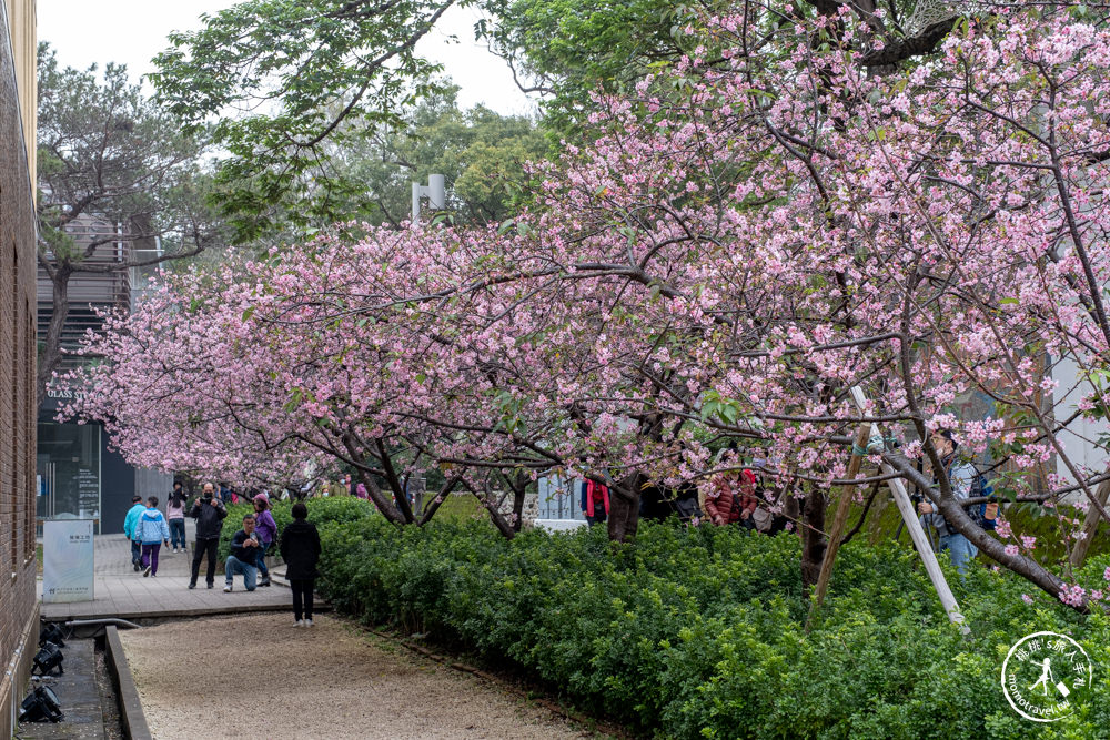 新竹市東區景點|新竹公園櫻花季|最新賞櫻花況|停車資訊.賞花拍照點.詳細介紹