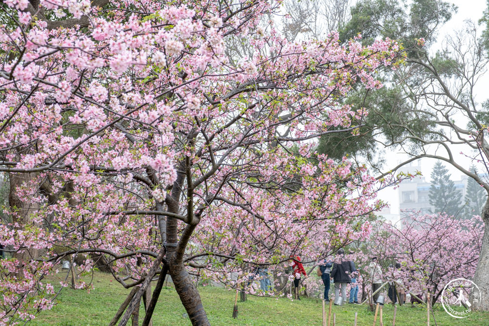 新竹市東區景點|新竹公園櫻花季|最新賞櫻花況|停車資訊.賞花拍照點.詳細介紹