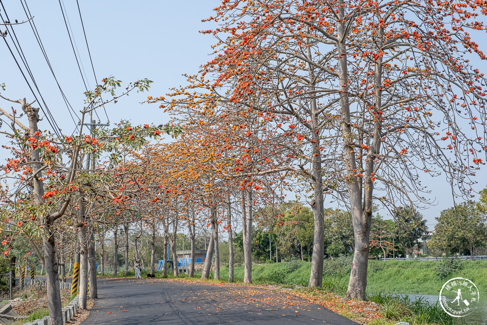 彰化埤頭景點|埤頭木棉花道-東螺溪綠色隧道賞花秘境段|木棉花季時間.花況花期.交通停車.相關介紹