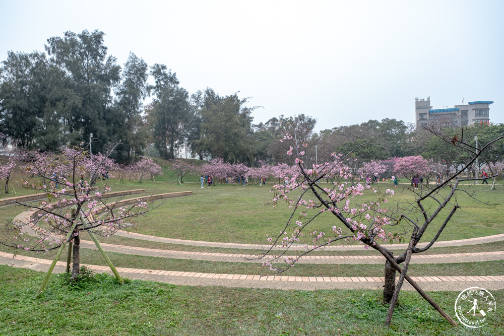 新竹市東區景點|新竹公園櫻花季|最新賞櫻花況|停車資訊.賞花拍照點.詳細介紹