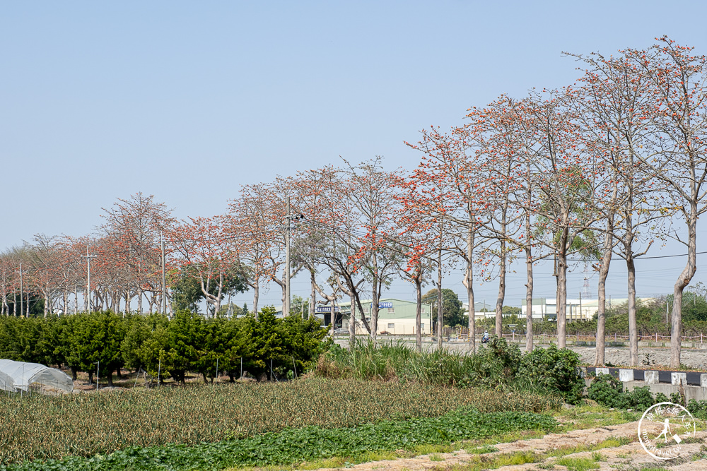 彰化埤頭景點|埤頭木棉花道-東螺溪綠色隧道賞花秘境段|木棉花季時間.花況花期.交通停車.相關介紹