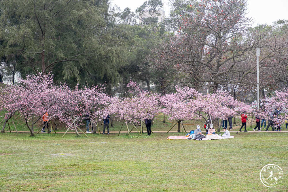 新竹市東區景點|新竹公園櫻花季|最新賞櫻花況|停車資訊.賞花拍照點.詳細介紹