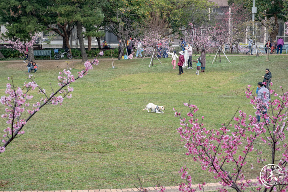 新竹市東區景點|新竹公園櫻花季|最新賞櫻花況|停車資訊.賞花拍照點.詳細介紹