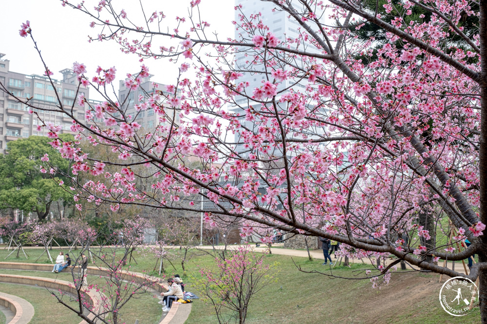 新竹市東區景點|新竹公園櫻花季|最新賞櫻花況|停車資訊.賞花拍照點.詳細介紹