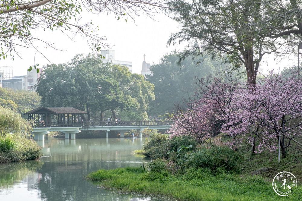 新竹市東區景點|新竹公園櫻花季|最新賞櫻花況|停車資訊.賞花拍照點.詳細介紹