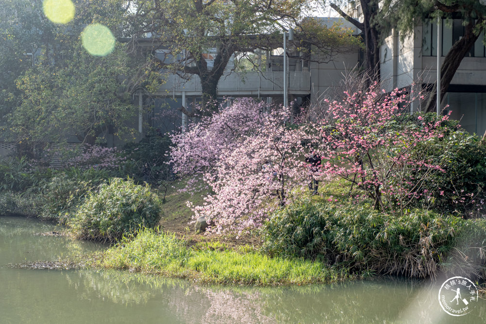 新竹市東區景點|新竹公園櫻花季|最新賞櫻花況|停車資訊.賞花拍照點.詳細介紹