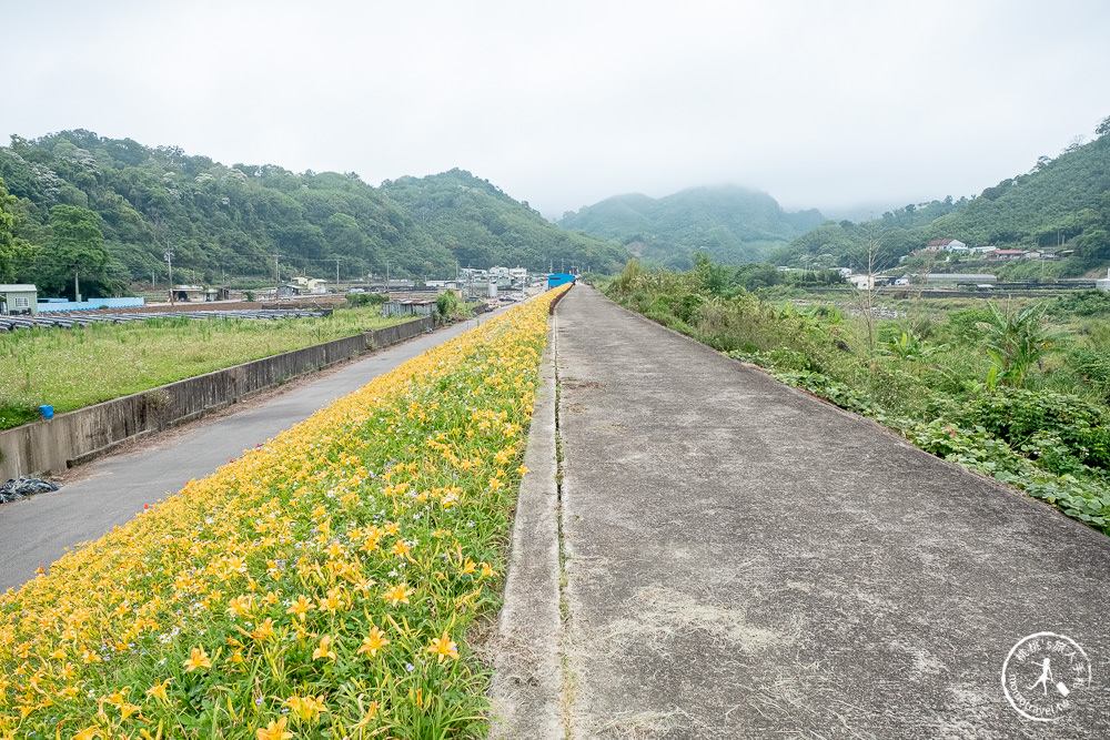 苗栗大湖金針花景觀廊道|整片金黃色花海來了|大湖社寮角堤防(千玉草莓園旁)