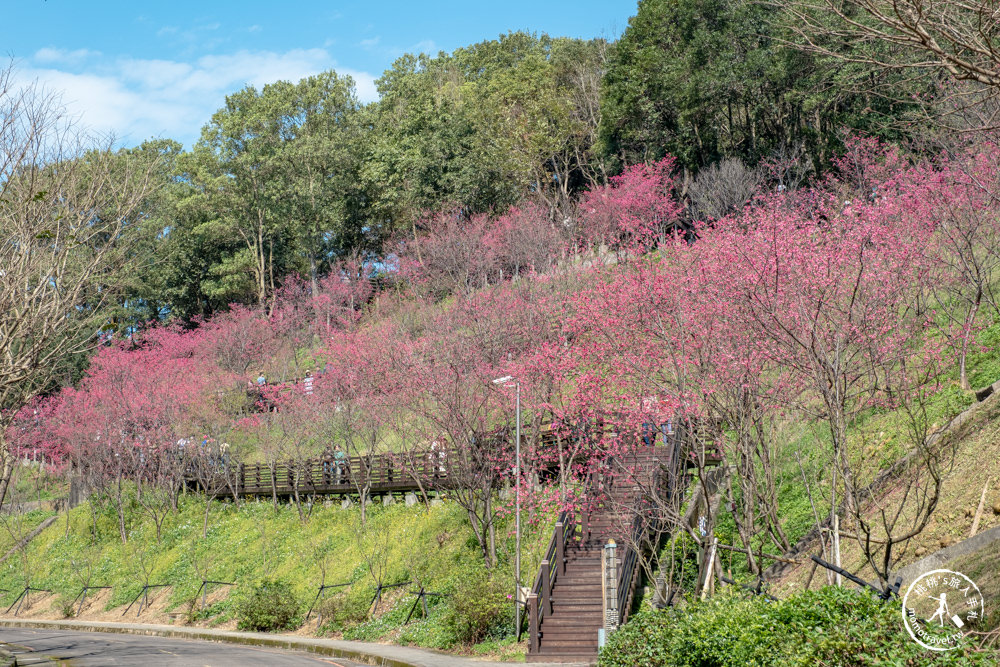 桃園龜山景點|長庚養生文化村櫻花步道|最新花況|爆炸滿開超好拍的賞櫻景點在這～