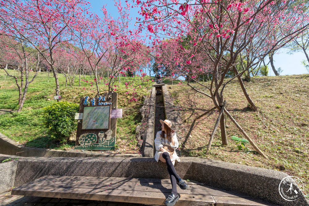 桃園龜山景點|長庚養生文化村櫻花步道|最新花況|爆炸滿開超好拍的賞櫻景點在這～