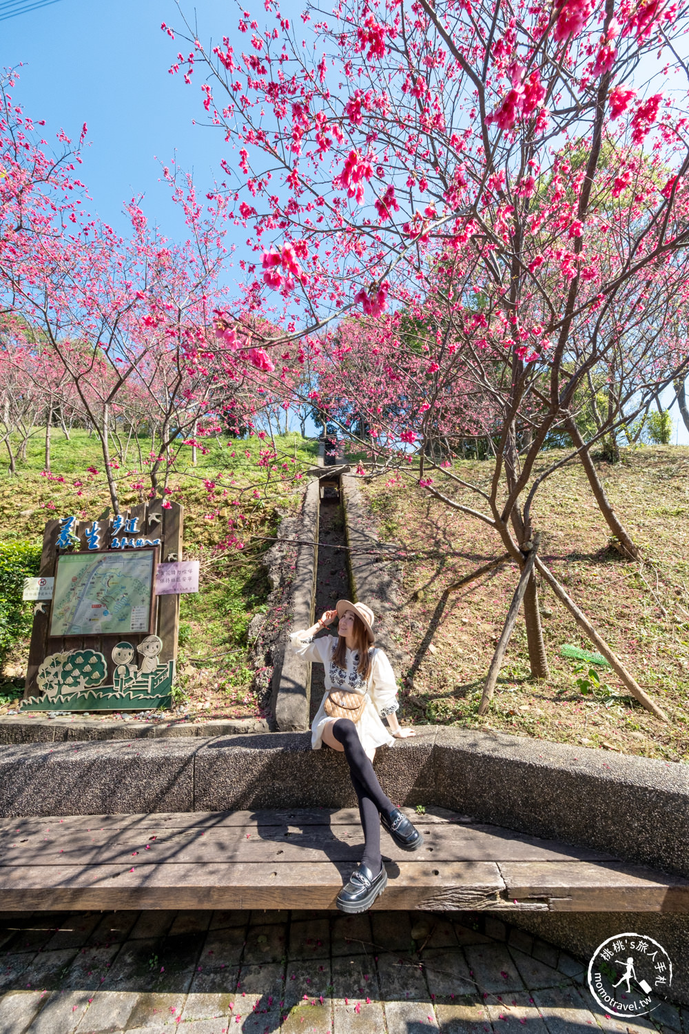 桃園龜山景點|長庚養生文化村櫻花步道|最新花況|爆炸滿開超好拍的賞櫻景點在這～