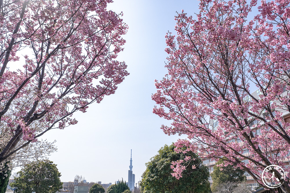 東京賞櫻景點|汐入公園-沿著隅田川漫步-粉嫩櫻花與東京晴空塔同框的絕美拍照點推薦
東京賞櫻景點|汐入公園-沿著隅田川漫步-粉嫩櫻花與東京晴空塔同框的絕美拍照點推薦