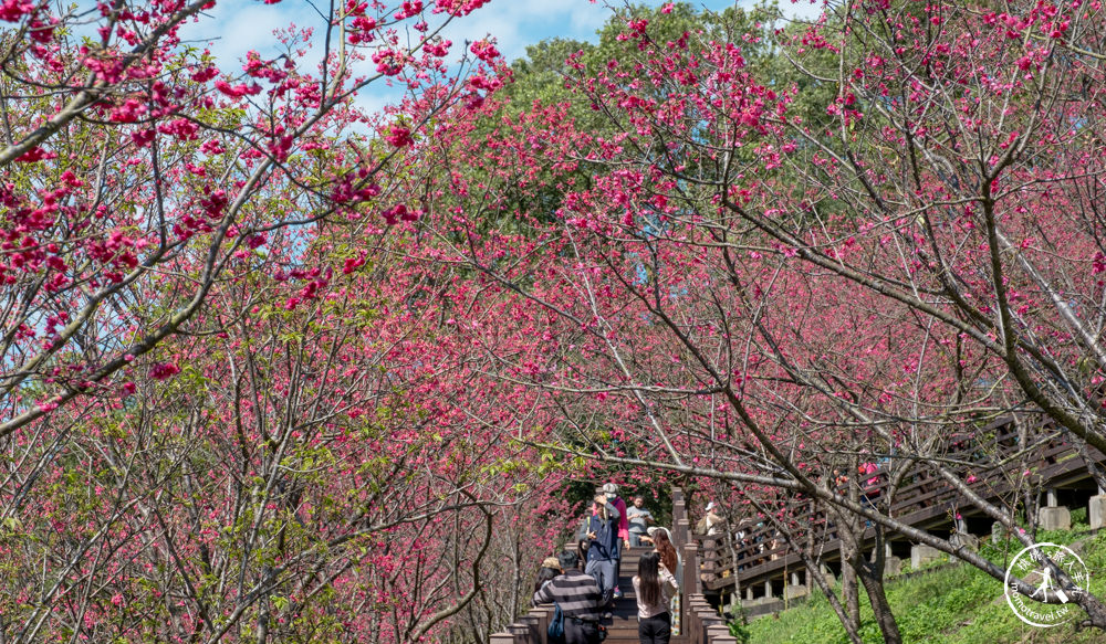 桃園龜山景點|長庚養生文化村櫻花步道|最新花況|爆炸滿開超好拍的賞櫻景點在這～