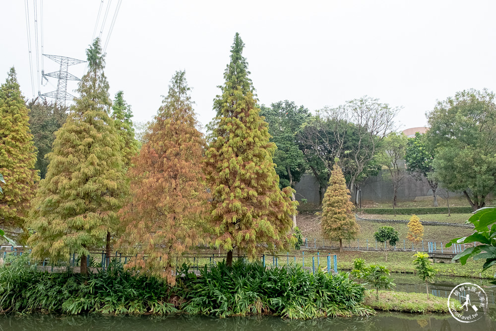 桃園龜山景點|長庚養生文化村落羽松秘境|2022最新現況|2月接著來這賞櫻花