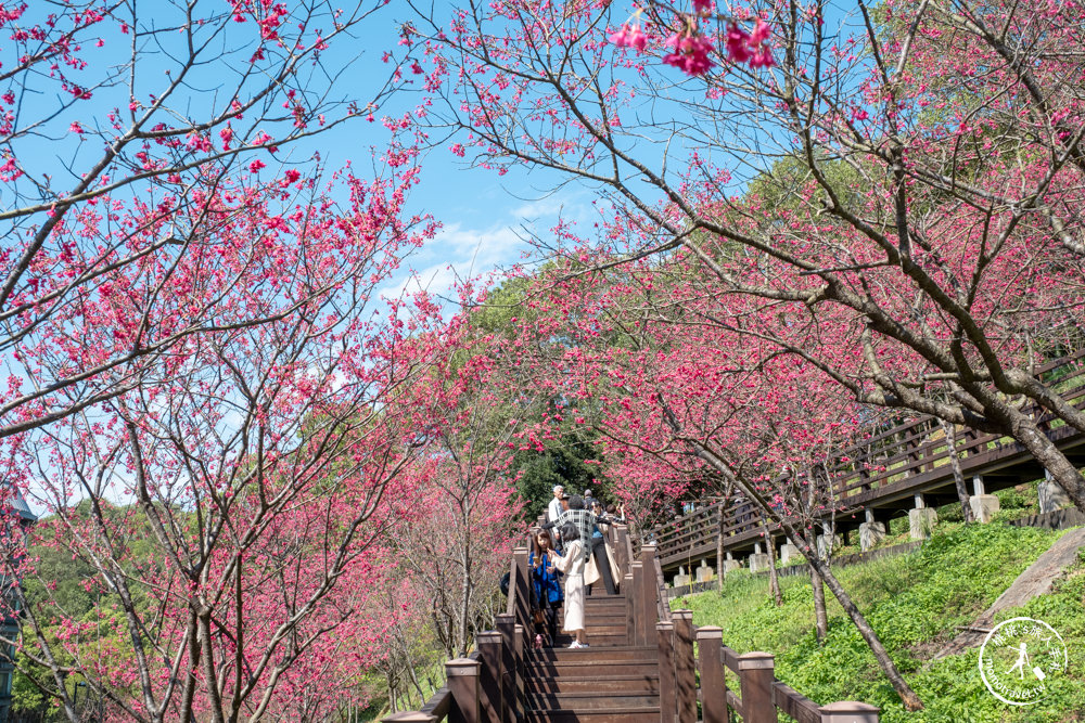 桃園龜山景點|長庚養生文化村櫻花步道|最新花況|爆炸滿開超好拍的賞櫻景點在這～