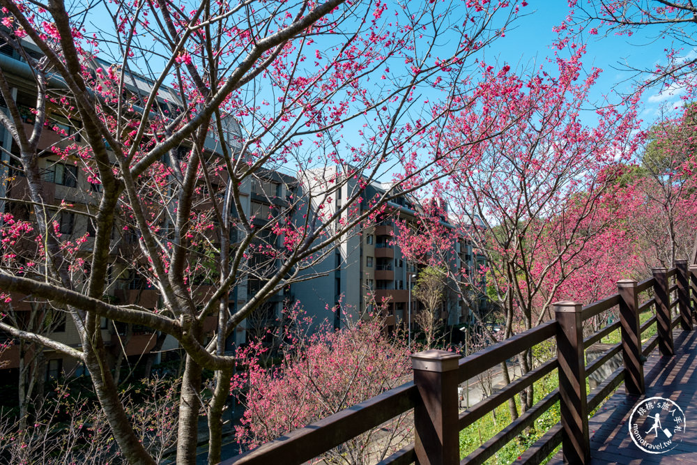 桃園龜山景點|長庚養生文化村櫻花步道|最新花況|爆炸滿開超好拍的賞櫻景點在這～