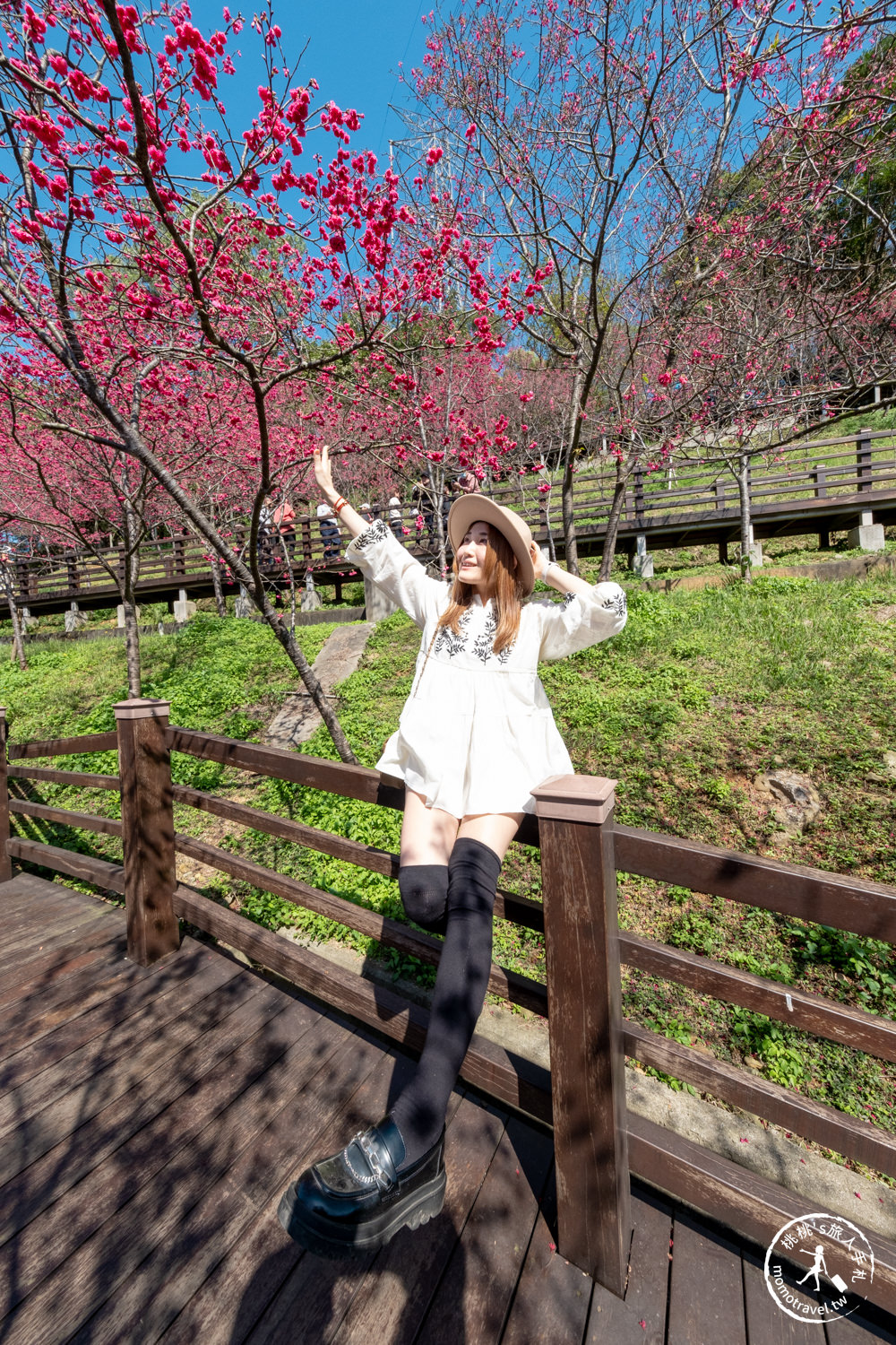 桃園龜山景點|長庚養生文化村櫻花步道|最新花況|爆炸滿開超好拍的賞櫻景點在這～