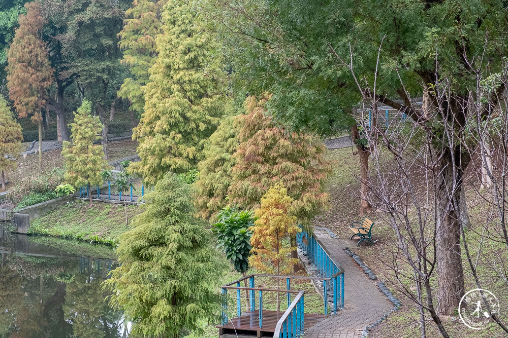 桃園龜山景點|長庚養生文化村落羽松秘境|2022最新現況|2月接著來這賞櫻花