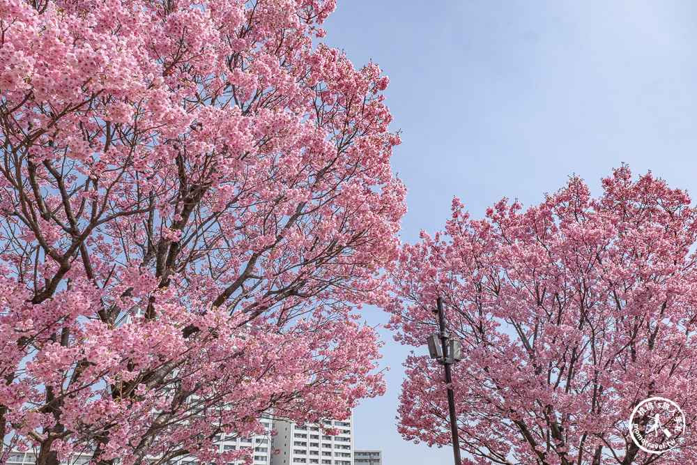 東京賞櫻景點|汐入公園-沿著隅田川漫步-粉嫩櫻花與東京晴空塔同框的絕美拍照點推薦
東京賞櫻景點|汐入公園-沿著隅田川漫步-粉嫩櫻花與東京晴空塔同框的絕美拍照點推薦