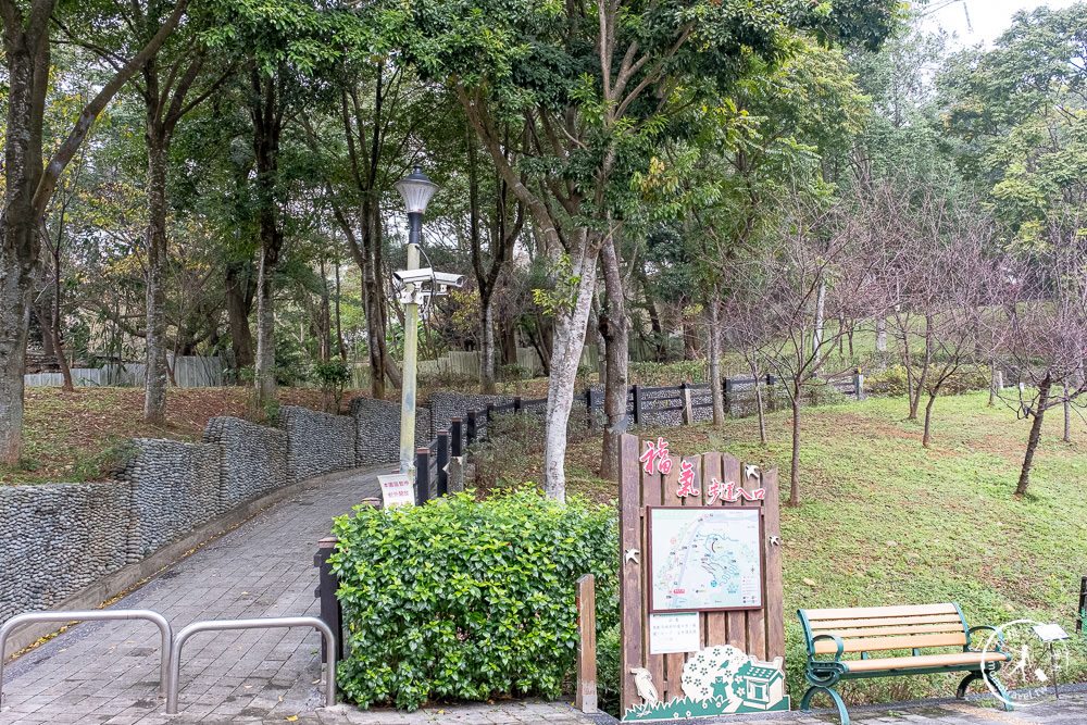 桃園龜山景點|長庚養生文化村落羽松秘境|2022最新現況|2月接著來這賞櫻花