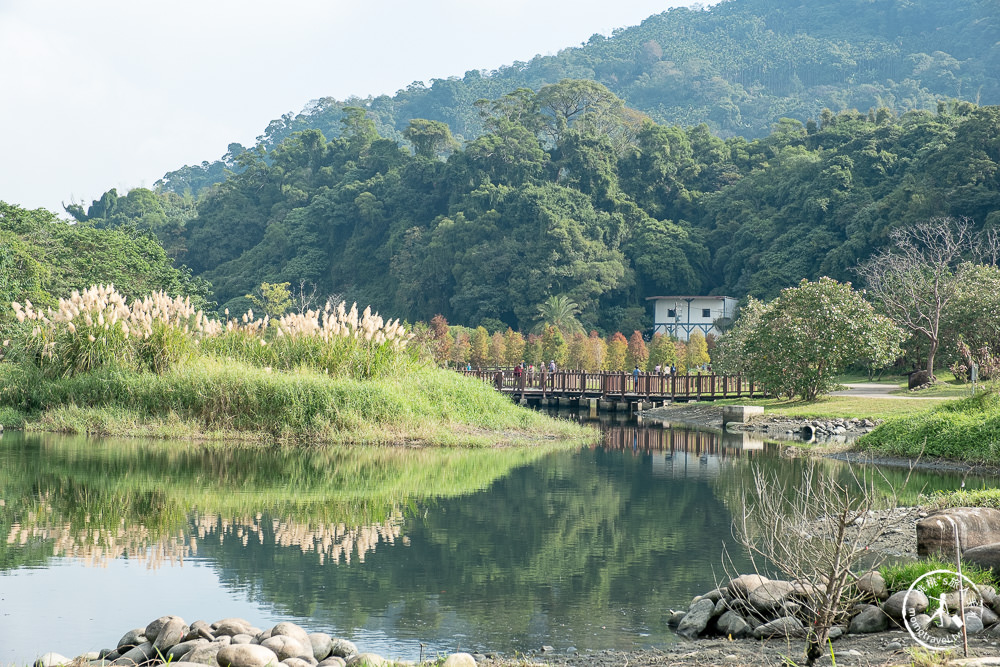 桃園大溪景點|月眉人工濕地生態公園|落羽松秘境環湖步道 水中倒影美拍推薦