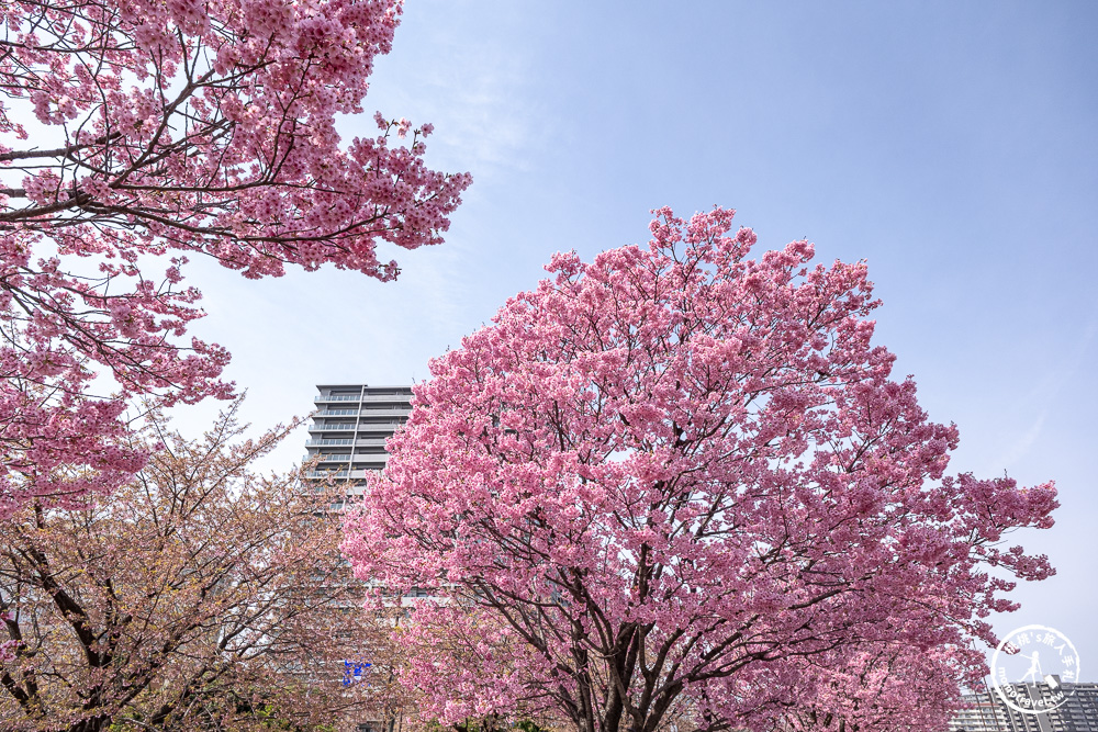 東京賞櫻景點|汐入公園-沿著隅田川漫步-粉嫩櫻花與東京晴空塔同框的絕美拍照點推薦
東京賞櫻景點|汐入公園-沿著隅田川漫步-粉嫩櫻花與東京晴空塔同框的絕美拍照點推薦